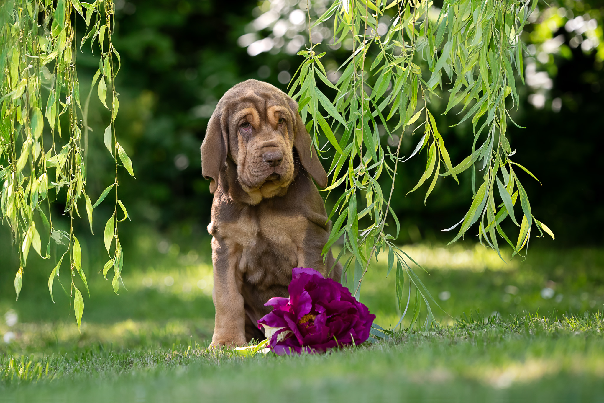 Fotoshooting mit 8 Wochen