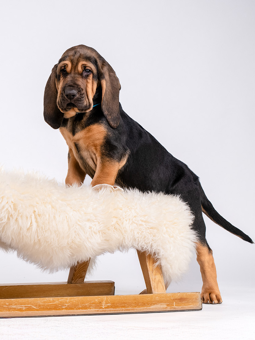 Herr Türkis sucht ein Zuhause