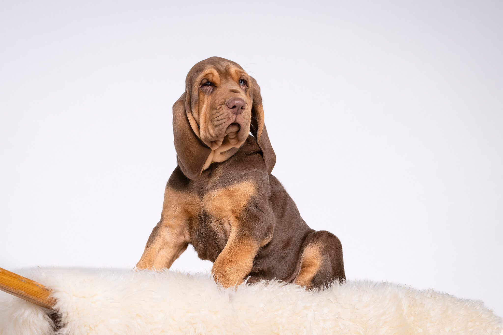 Im Fotostudio mit 8 Wochen