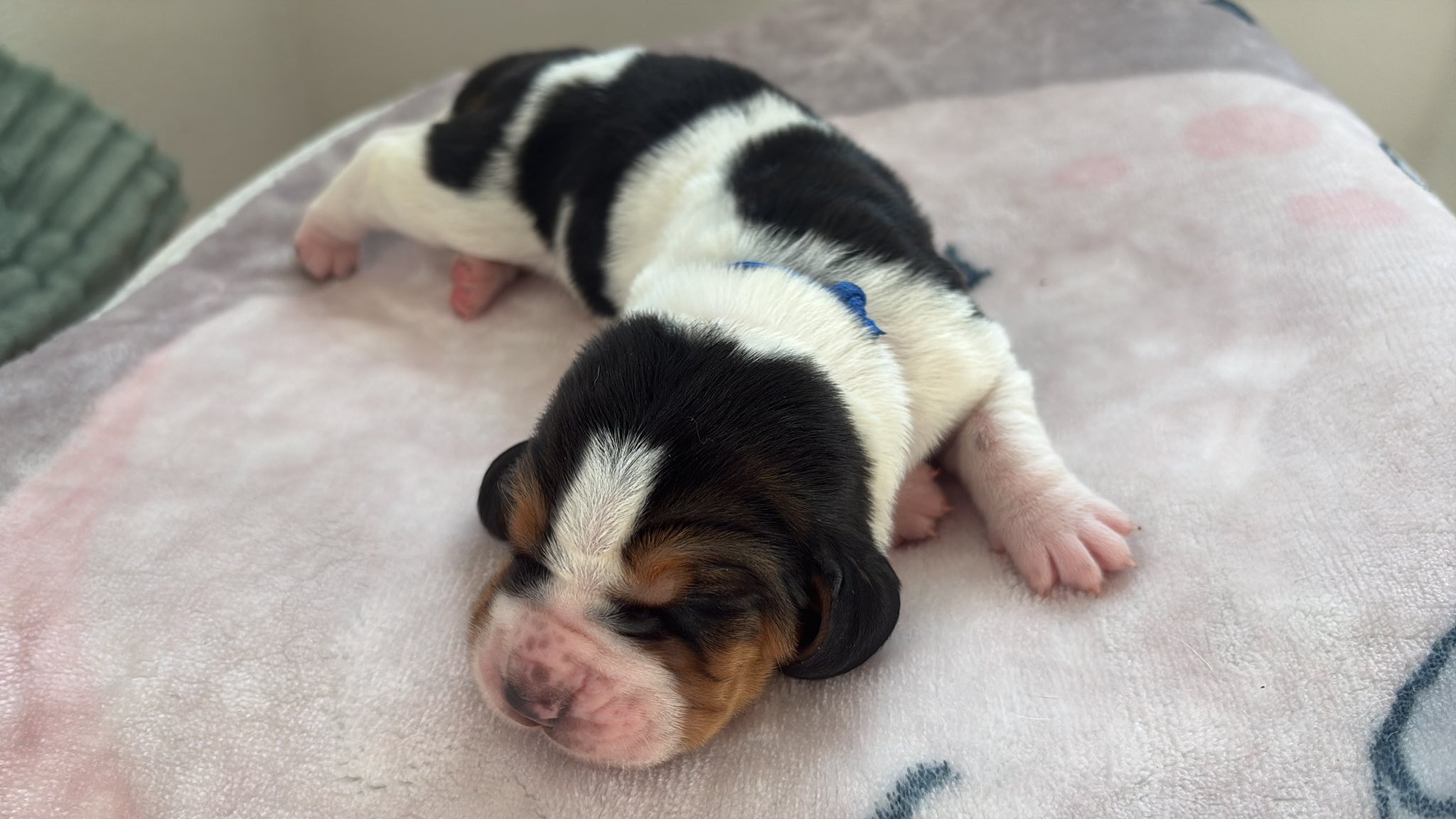 Der Basset Hound B-Wurf wünscht ein frohes neues Jahr